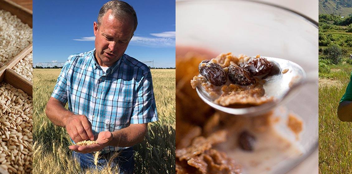 How is your cereal made